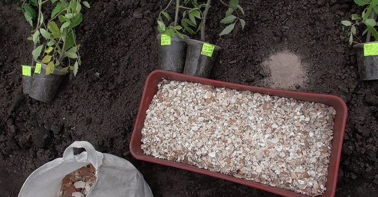 Удобрение из того, что вы выбрасываете каждый день