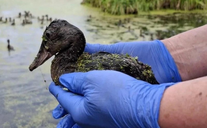РОСТОВ. Популяцию Веселовского водохранилища пополнили 1,4 тысячи крякв