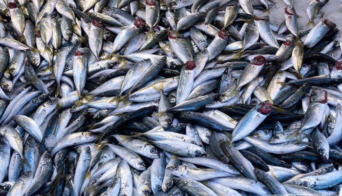 ГРУЗИЯ. Импорт армянской рыбы в Грузию достиг рекорда