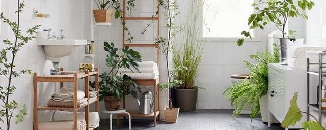 5 растений, которые подойдут для ванной комнаты